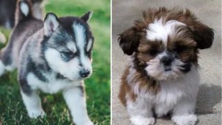 husky_1579048533_325x183.png