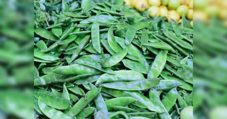 same ki sabji: हड्डियों को मजबूत बनाने, कलेस्ट्रॉल कम करने में मदद करती है सेम (ब्रॉड बीन्स) – broad beans or same ki sabji reduces cholesterol and makes bones strong
