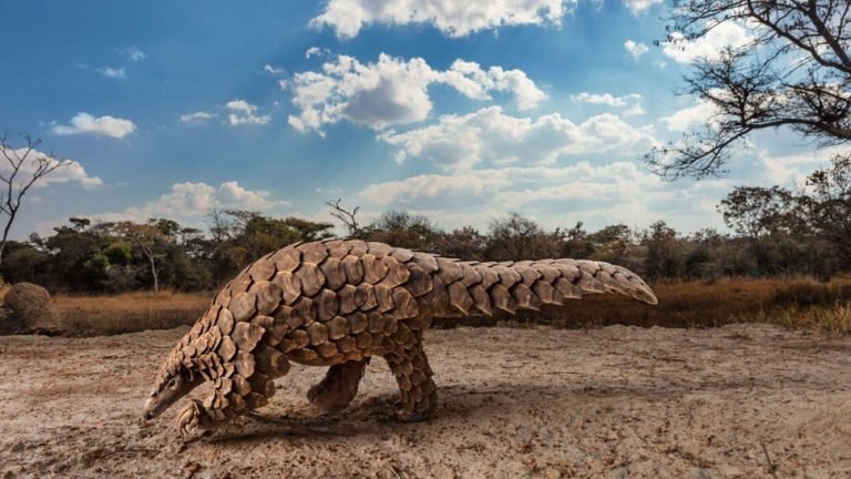 Corona Virus: Pangolins may have spread the disease to humans | इस दुर्लभ जानवर से फैला है Corona Virus, चीनी शोध में हुआ खुलासा