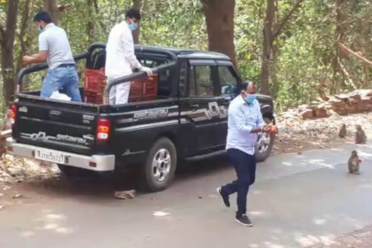 लॉकडाउन में बस्तर में यहां नहीं मिल रहा था बंदरों को खाना, ऐसे मिला निवाला Monkeys could not find food here in Bastar in lockdown | chhattisgarh – News in Hindi