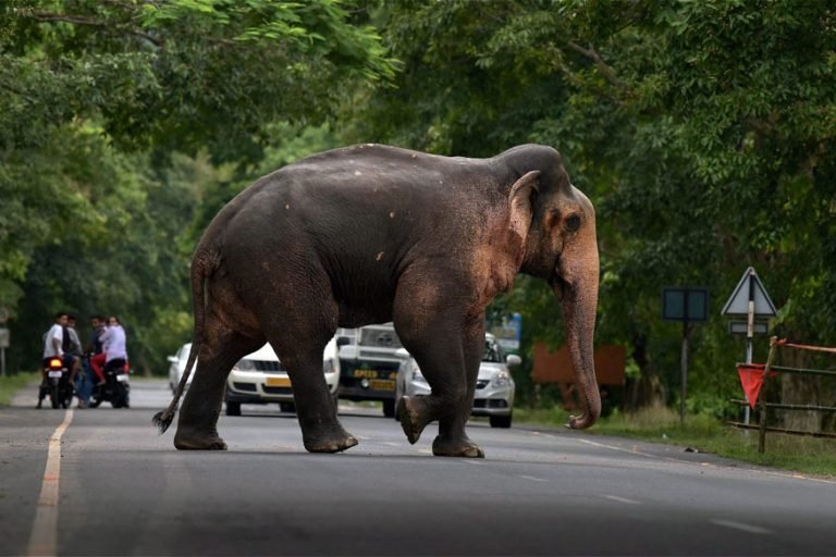 Lockdown: आफत बनकर पहुंचे गजराज, किसानों की कई एकड़ फसल की बर्बाद, Lockdown elephants arrived as a disaster in village several acres of farmers crop wasted | mahasamund – News in Hindi
