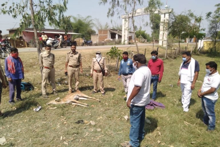 भोजन की तलाश में जंगल से शहर आए हिरण की मौत, लॉकडाउन में भी देखने उमड़ी भीड़ Deer came to town from forest in search of food, crowd gathered to see in lockdown | mungeli – News in Hindi