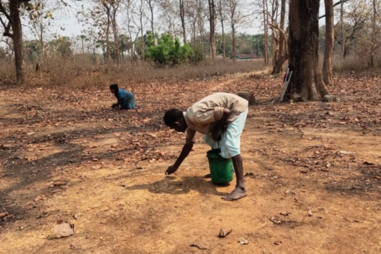 लाॅकडाउन के बीच महुआ बिनने में व्यस्त हैं आदिवासी, सोशल डिस्टेसिंग रख रहे ख्याल Amidst lockdown, Mahua tribals are busy trying, social care is taking care | sukma – News in Hindi
