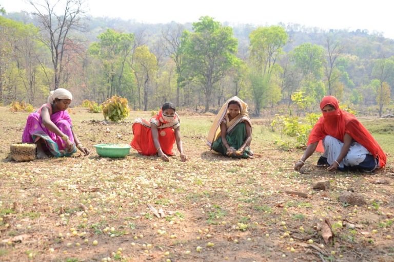 भूपेश बघेल सरकार लॉकडाउन के चलते 17 के बजाए 30 रुपये किलो महुआ फूल खरीदेगी | raipur – News in Hindi