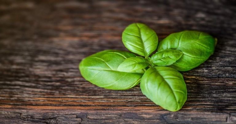 तुलसी के फायदे: Tulsi Benefits: हिन्दू धर्म में पूजी जाने वाली तुलसी गंभीर बीमारियों के इलाज में कारगर, ऐसे करें इस्तेमाल – tulsi benefits health benefits of basil hindu mythology importance of tulsi