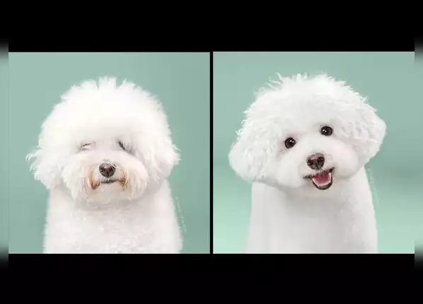 बस एक हेयरकट आपकी सूरत बदल सकता है