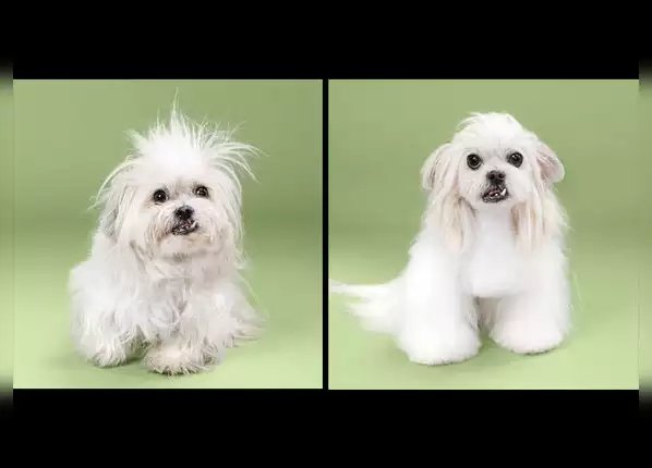 बस एक हेयरकट आपकी सूरत बदल सकता है