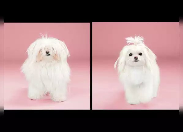 बस एक हेयरकट किसी की सूरत बदल सकता है