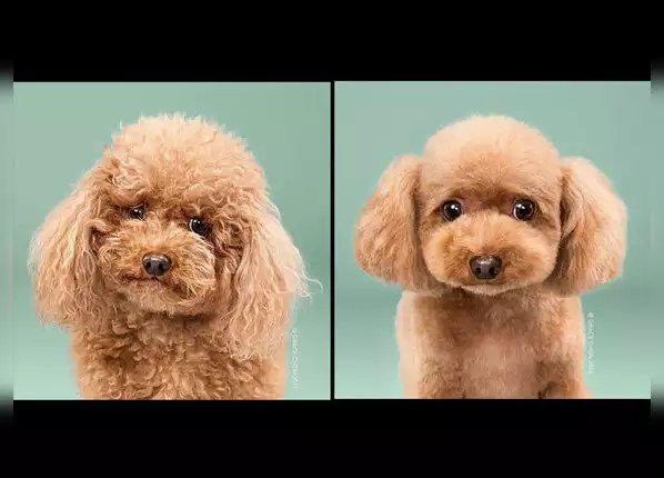 बस एक हेयरकट किसी की सूरत बदल सकता है