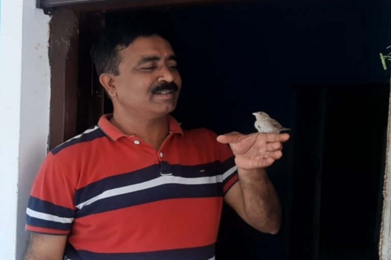 कोरोना के Positive Effect, यहां घरों के आंगन में फिर दिखने लगी विलुप्त होती गौरैया, corona virus positive effect extinct feared sparrow can be see on houses | mungeli – News in Hindi