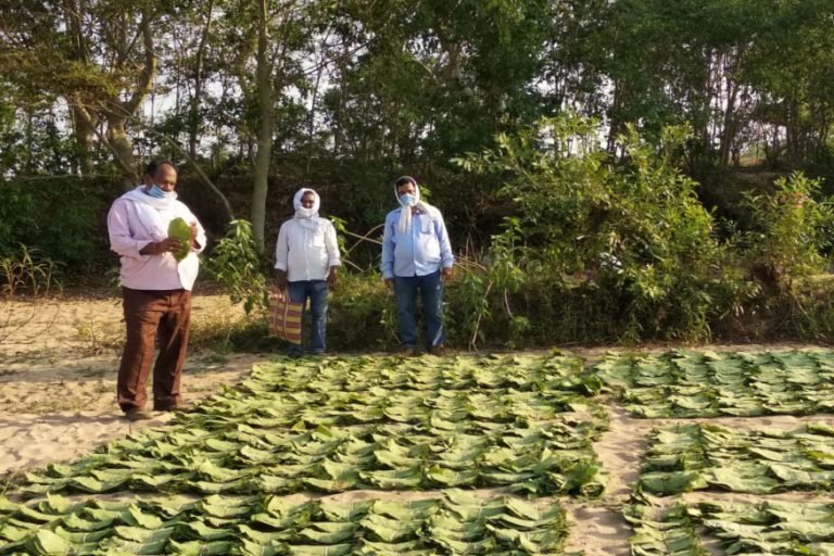 लॉकडाउन के बीच हरे सोने की खरीदी शुरू, मास्क और सैनिटाइजर का हो रहा इस्तेमाल, purchase of green gold in mild of lock down mask and sanitizer also used | sukma – News in Hindi