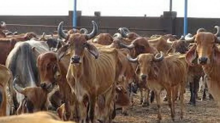 Congress Says Would Not Interfere In Kamalnath Govt Decision Over Cow Killing And Nsa Act On Accused Tk | MP: गोहत्या के आरोप में रासुका लगाने पर बोली कांग्रेस- पार्टी बेवजह दखल नहीं देगी