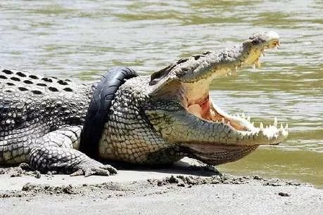 बिलासपुर में भूखे से 10 फीट लंबे मगरमच्छ की मौत!, तीन दिन बाद मिला शव