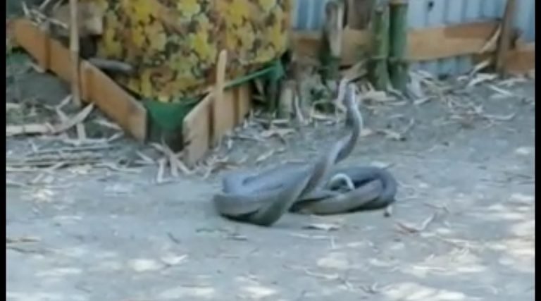 Video: प्रणयरत नाग-नागिन की फरसे से हत्या, आरोपी गिरफ्तार