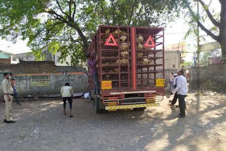 Lockdown: मुफ्त में मिला तो रायपुर में मची मुर्गे की लूट, लेकर भागने लगे लोग