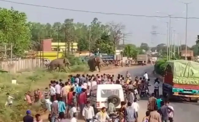 छत्तीसगढ़ में बस्ती में घुसे दो हाथी शोर होने पर हिंसक हो गए, एक युवती को किया घायल, देखें-VIDEO