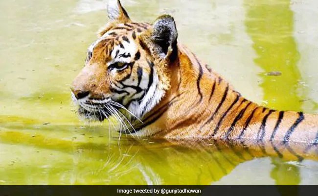 NTCA ने राज्यों को दिए निर्देश: बाघों पर नजर रखें और Covid-19 के लक्षण दिखते ही सूचित करें