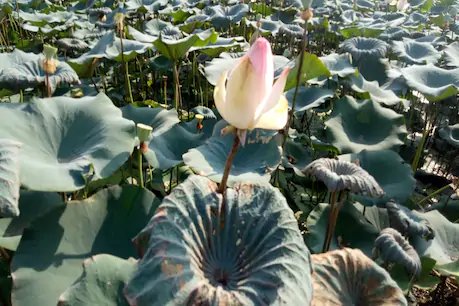 कमल की खेती करने वाले किसानों के हालात खराब, लॉकडाउन के चलते टूटी कमर