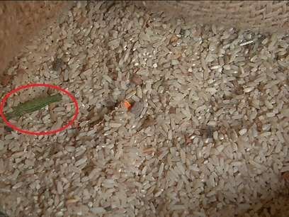 COVID-19: छत्तीसगढ़ में ग्रामीणों को कीड़े लगे चावल बांटे, दोषियों पर होगी कार्रवाई