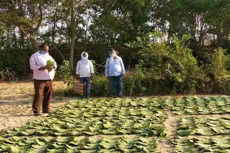 लॉकडाउन के बीच 'हरे सोने' की खरीदी शुरू, मास्क और सैनिटाइजर का हो रहा इस्तेमाल लॉकडाउन के बीच 'हरे सोने' की खरीदी शुरू, मास्क और सैनिटाइजर का हो रहा इस्तेमाल