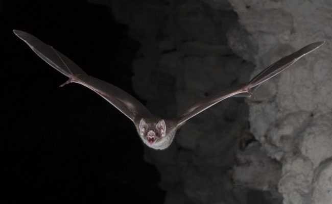 ICMR found presence of bat corona virus in two species of Indian bats – ICMR को भारतीय चमगादड़ों की दो प्रजातियों में बैट कोरोना वायरस की मौजूदगी मिली