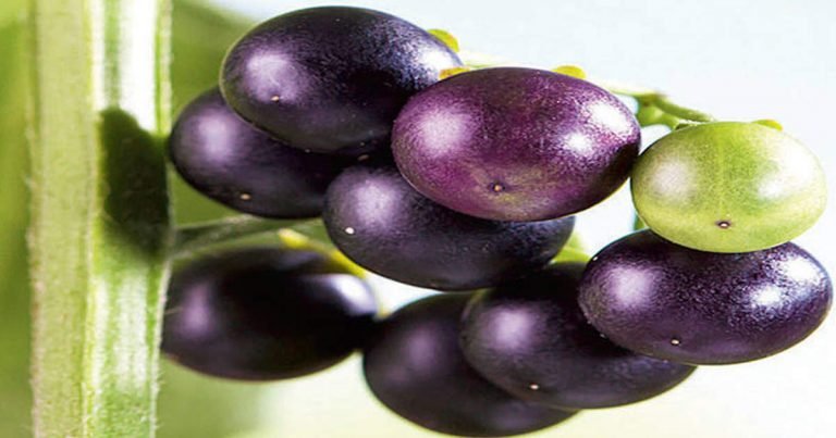 health benefits of makoy: Makoy: हर मौसम में मिलती है मकोय, किडनी को रखती है हेल्दी – health benefits of makoy black night or night shade fruit