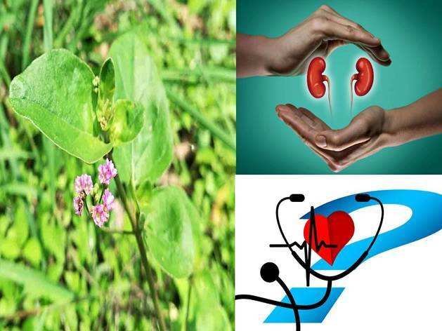 Punarnava Benefits In Hindi : एक गिलास पानी में मिलाकर पिएं पुनर्नवा पाउडर , इन रोगों का है रामबाण इलाज