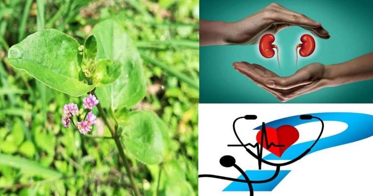 Punarnava Benefits: Punarnava Benefits In Hindi : एक गिलास पानी में मिलाकर पिएं पुनर्नवा पाउडर , इन रोगों का है रामबाण इलाज – miraculous benefits of punarnava powder with water can boost your overall health