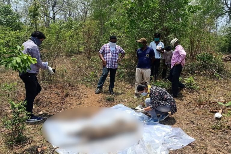 कवर्धा में बांध के पास तैरता मिला तेंदूए का शव, पीएम रिपोर्ट बताएगा मौत की असली वजह, Body of leopard found floating near dam PM report will reveal real cause of death | kawardha – News in Hindi