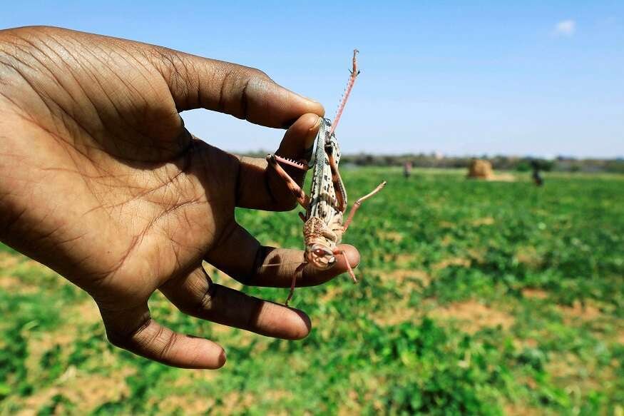 1590714793_Locust1.jpg