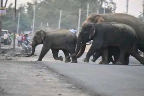 सूरजपुर: हाथियों ने पटक-पटक कर ग्रामीण को मार डाला, लोग बोले- जानकारी नहीं देता वन विभाग
