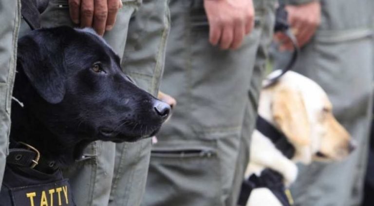 UK researchers test dogs’ ability to sniff out COVID-19 | कोरोना से जंग में DOGS की मदद लेगी ब्रिटेन सरकार, शुरू हुआ ट्रायल
