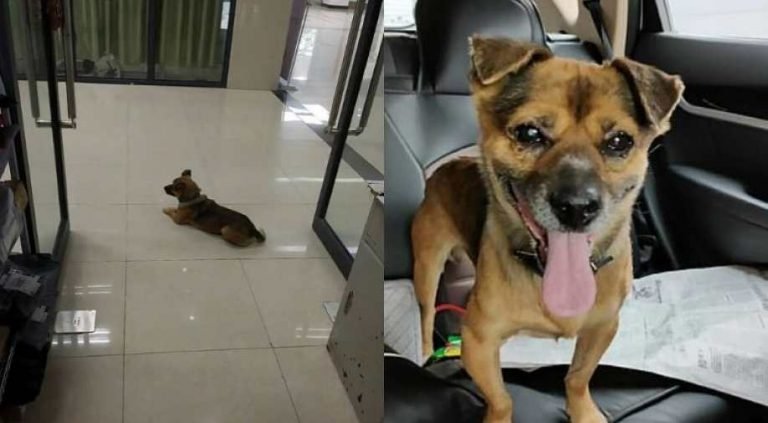 A dog in Wuhan waited for his owner for months unaware of his death | मालिक की मौत से अंजान Xiao Bao तीन महीने से अस्पताल में कर रहा है इंतजार
