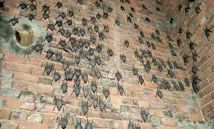 bats_050420092803.jpg