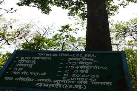 230 साल पुराना धमतरी का 'ब्रम्हतेंदू', जानें क्यों वन विभाग रखता है खास ख्याल