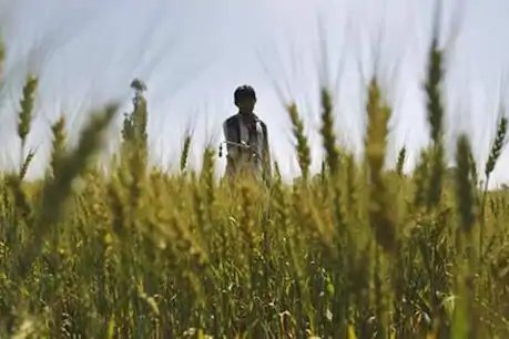 फॉल आर्मीवर्म कीट फसलों को कर रहा तबाह, किसानों को हो सकता है काफी नुकसान फॉल आर्मीवर्म कीट फसलों को कर रहा तबाह, किसानों को हो सकता है काफी नुकसान