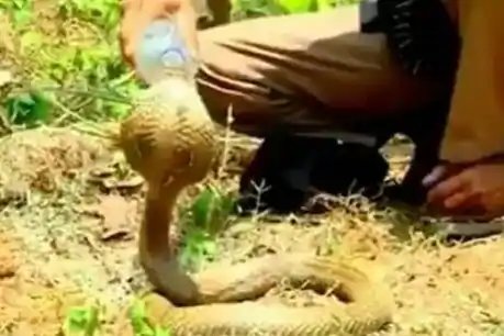 प्‍यासे कोबरा को पिलाया पानी, छत्तीसगढ़ के अफसर ने शेयर किया Video