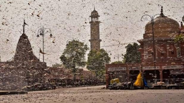 tiddi_locust_pti_755_1590703429_618x347.jpeg