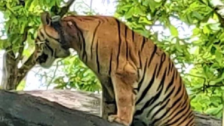 बाघ टी 1324 का इलाज मुक्की उपचार केन्द्र में होगा