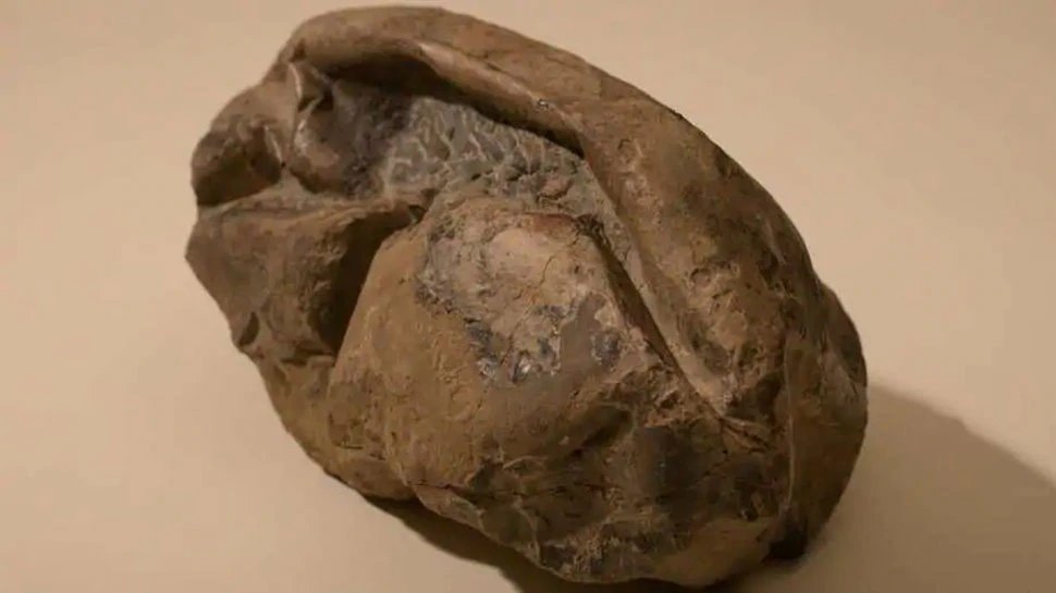 Antarctica has the world’s second largest egg found in the world | अंटार्कटिका में मिला जीवाश्‍म है दुनिया का दूसरा सबसे बड़ा अंडा