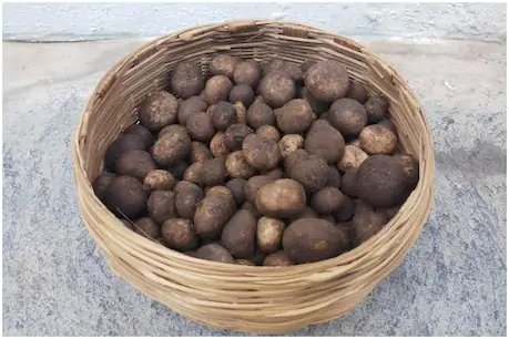 मानसून आते ही बाजार में आई सबसे महंगी सब्जी, खरीदने के लिए ढीली करनी होगी जेब