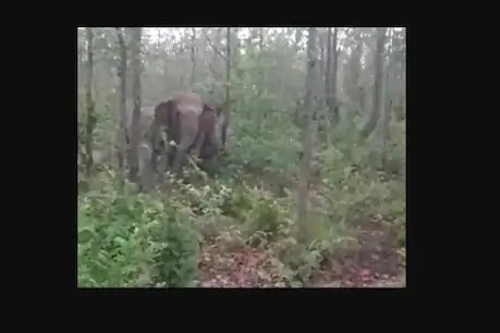 अब छत्तीसगढ़ में गर्भवती हथिनी की मौत, 24 घंटे के अंदर 2 गजराज ने तोड़ा दम