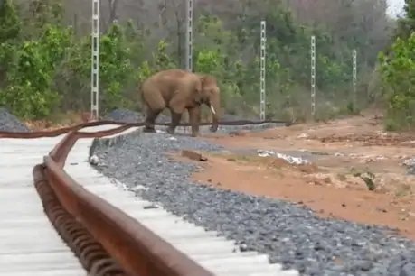 नशे में चूर शख्स कुल्हाड़ी लेकर अकेले हाथी से निपटने दौड़ा, बेटियों ने भी किया मना, फिर....