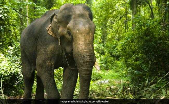 छत्तीगढ़ में दो अलग अलग घटनाओं में 2 हाथियों की मौत