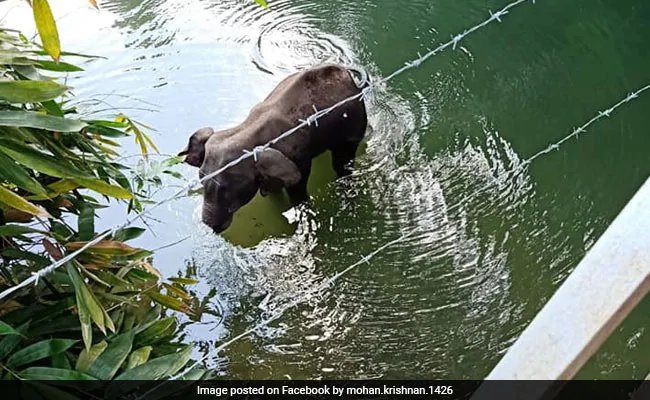 केरल में एक प्रेग्नेंट हथिनी की मौत का मामला सुप्रीम कोर्ट पहुंच, याचिका दाखिल