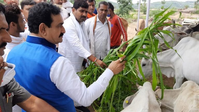 मंत्री डॉ. मिश्रा ने गौशाला पहुँच सेवा का दिया संदेश