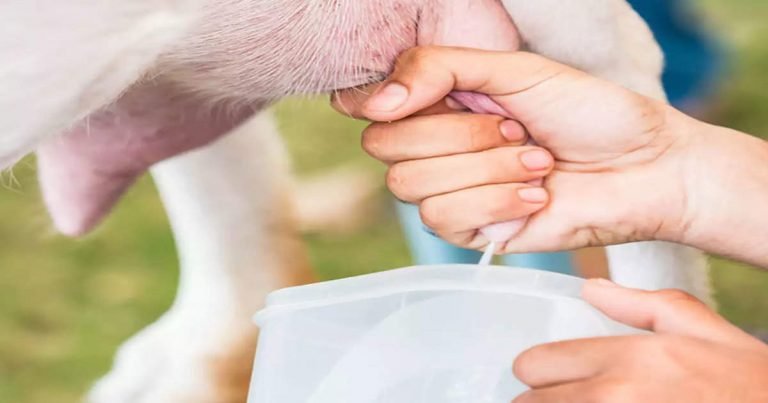 goat milk health benefits: शरीर की कोशिकाओं को हेल्दी रखता है इस जानवर का दूध, बचाता है डिहाइड्रेशन से – goat milk health benefits in summer season in hindi