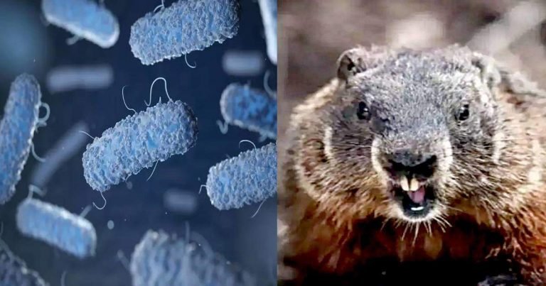 what is bubonic plague: Bubonic Plague : ब्यूबोनिक प्लेग क्या है? कभी इस बीमारी से यूरोप में हो गई थी करोड़ों लोगों की मौत – what is the bubonic plague and how does it spread all you should know about bubonic plague symptoms and treatment