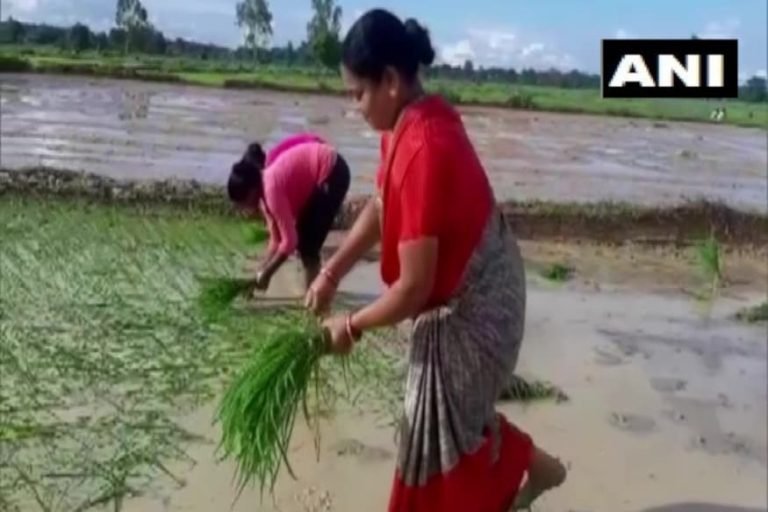 खेत में धान का रोपा लगाती दिखीं कांग्रेस सांसद फूलो देवी नेताम, कहा- अपने काम में शर्म कैसा? | kondagaon – News in Hindi
