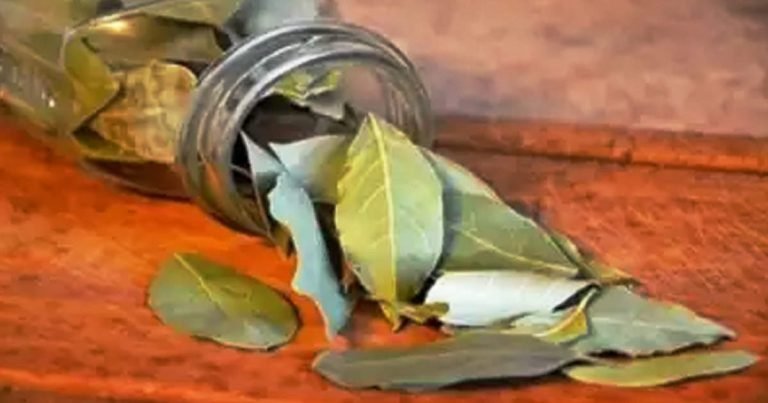 spices which are good for diabetic patients: Tej Patta: तेज पत्ता रामबाण औषधि है डायबिटीज के लिए, कोरोना काल में हैं इसके और अधिक फायदे – tej patta is good for diabetic patients as its regulate insulin level in hindi